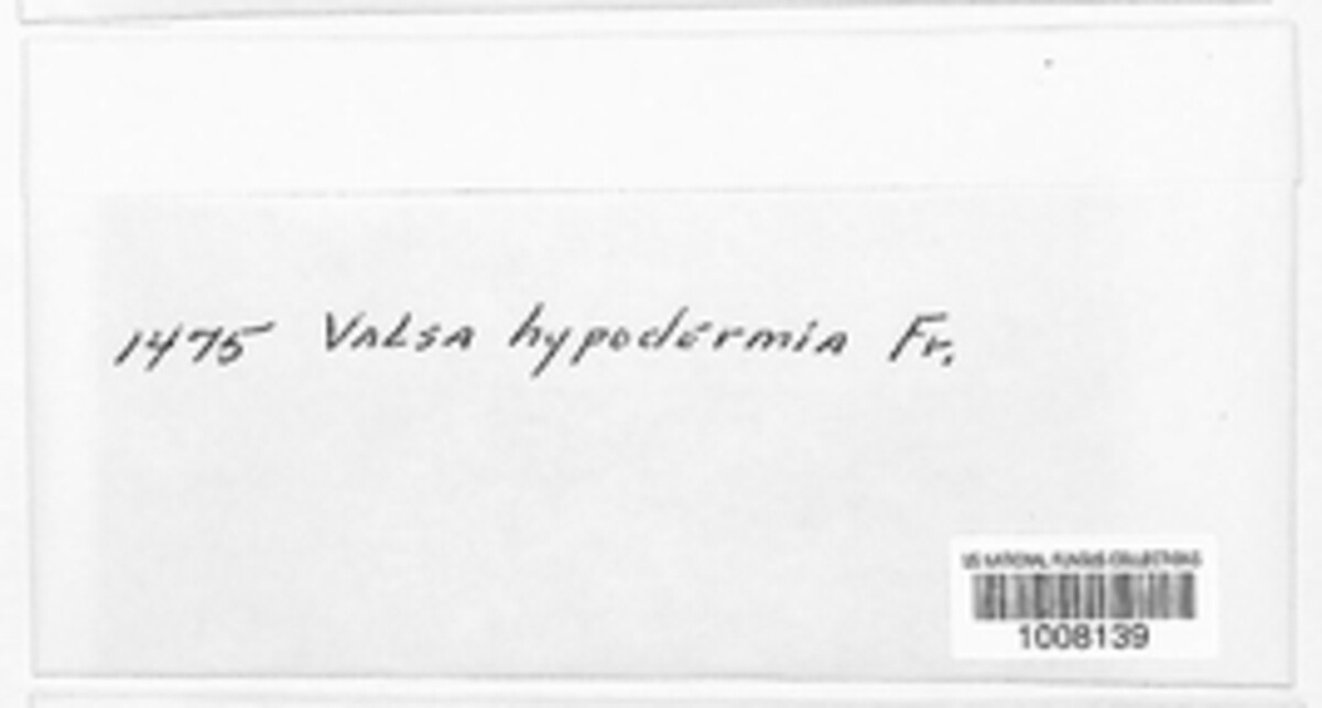 Cryptosporella hypodermia image